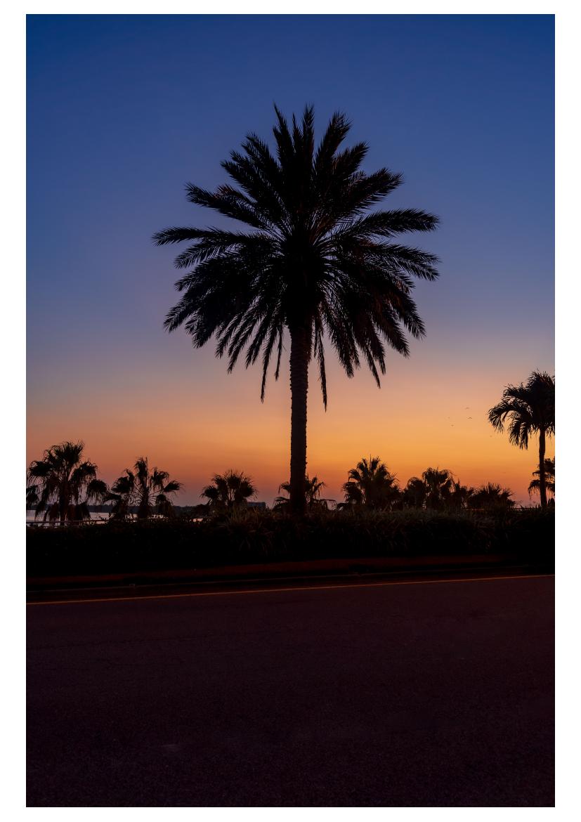 Palms & purple dusk